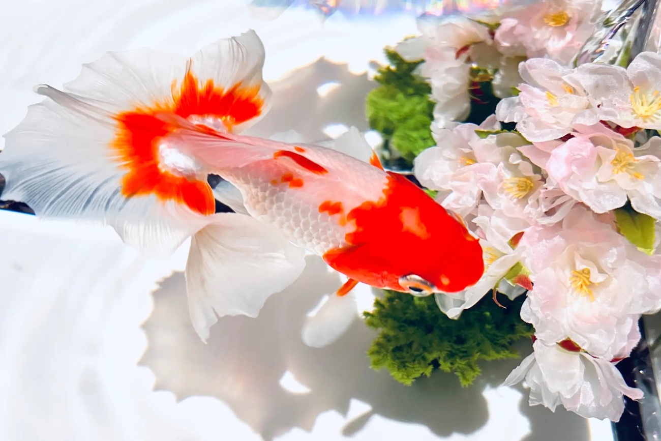 土佐金と桜