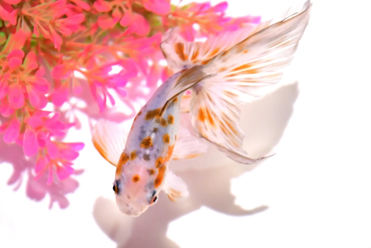 オーロラという金魚